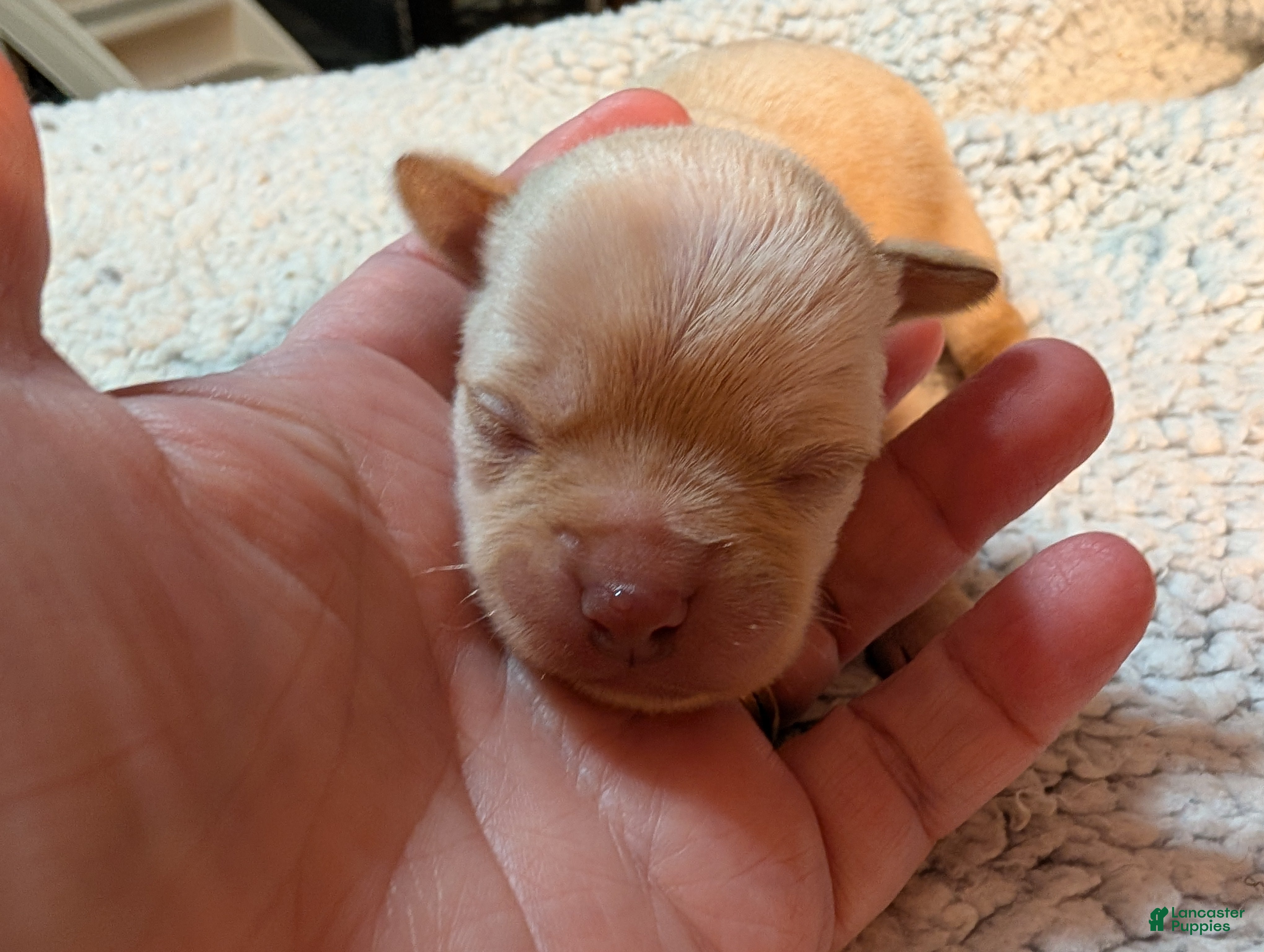 Chihuahua dogs Vance - Ad 40