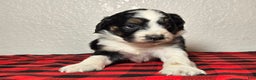Mini Aussiedoodle dogs for sale: Ollie – Male (Tri-Color) - Ad 5