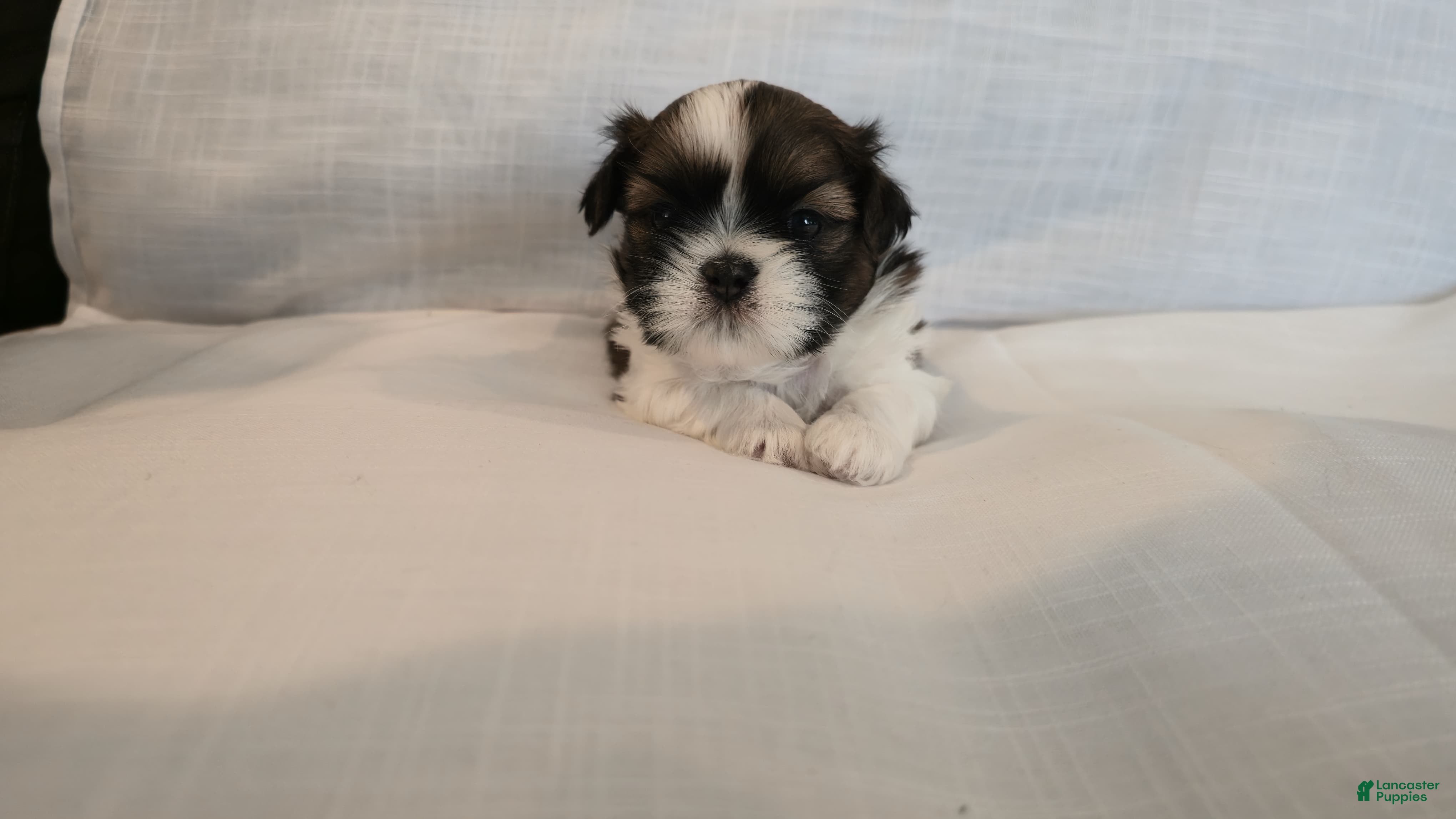 Shih Tzu dogs Bam - Ad 1