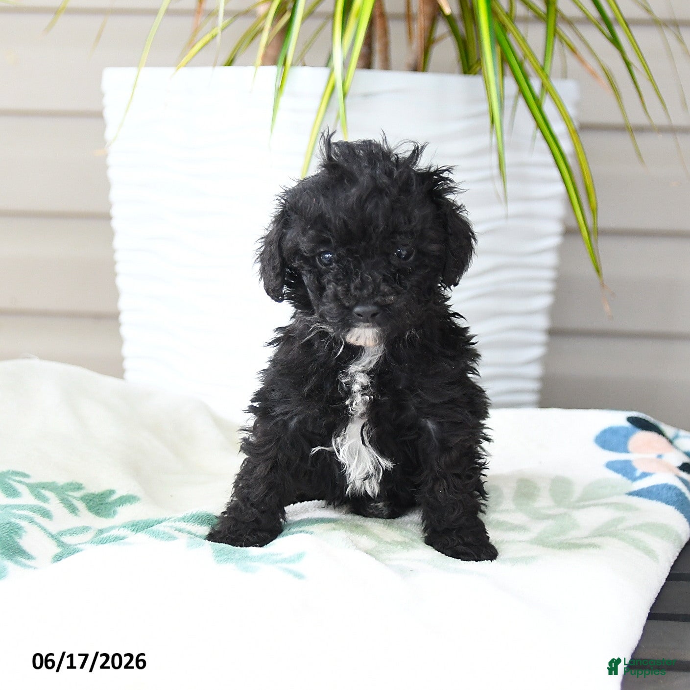 Miniature Poodle dogs Quirk - Ad 1