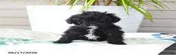 Miniature Poodle dogs for sale: Quirk - Ad 1