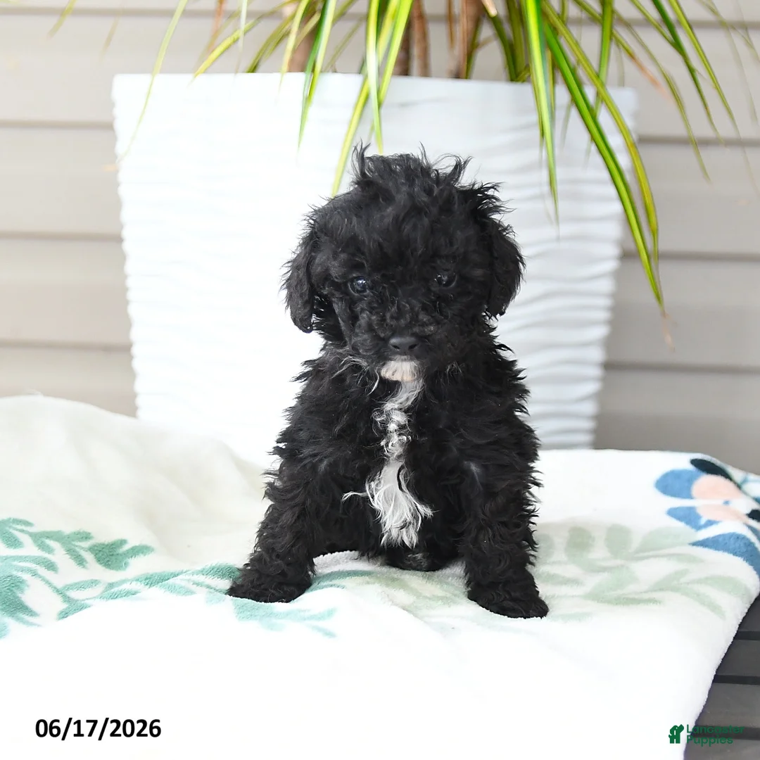 Miniature Poodle dogs for sale: Quirk - Ad 1