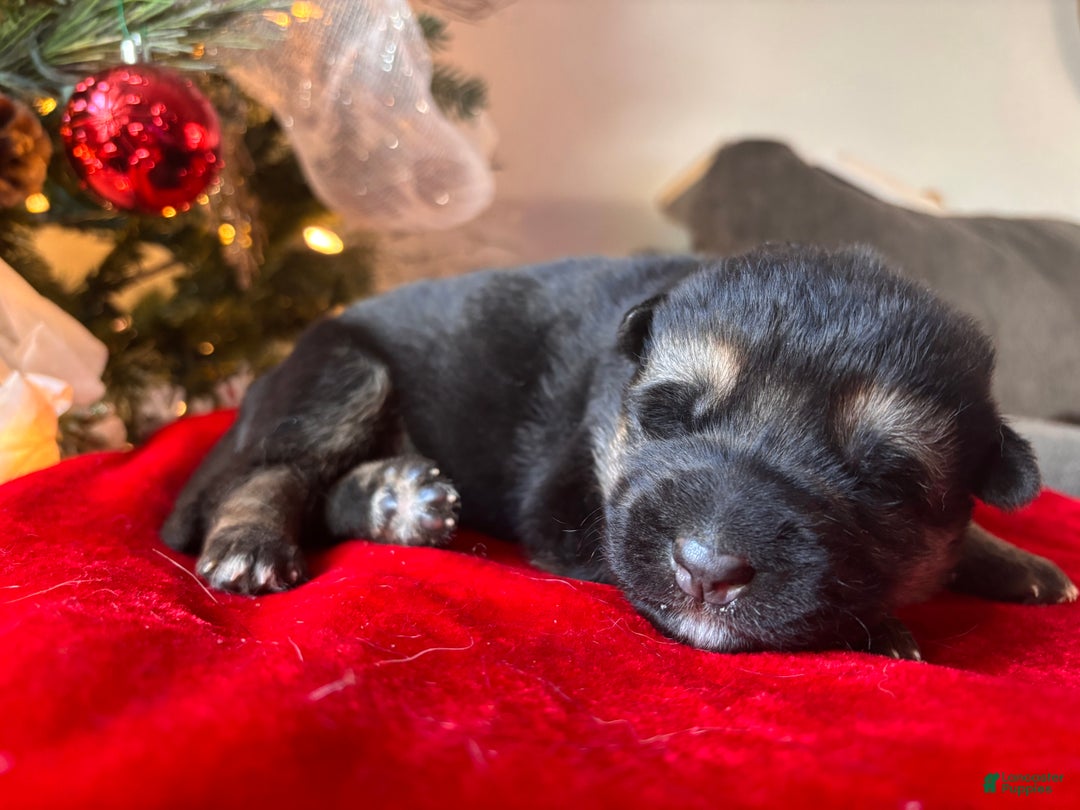 German Shepherd dogs for sale: Gunner - Ad 1