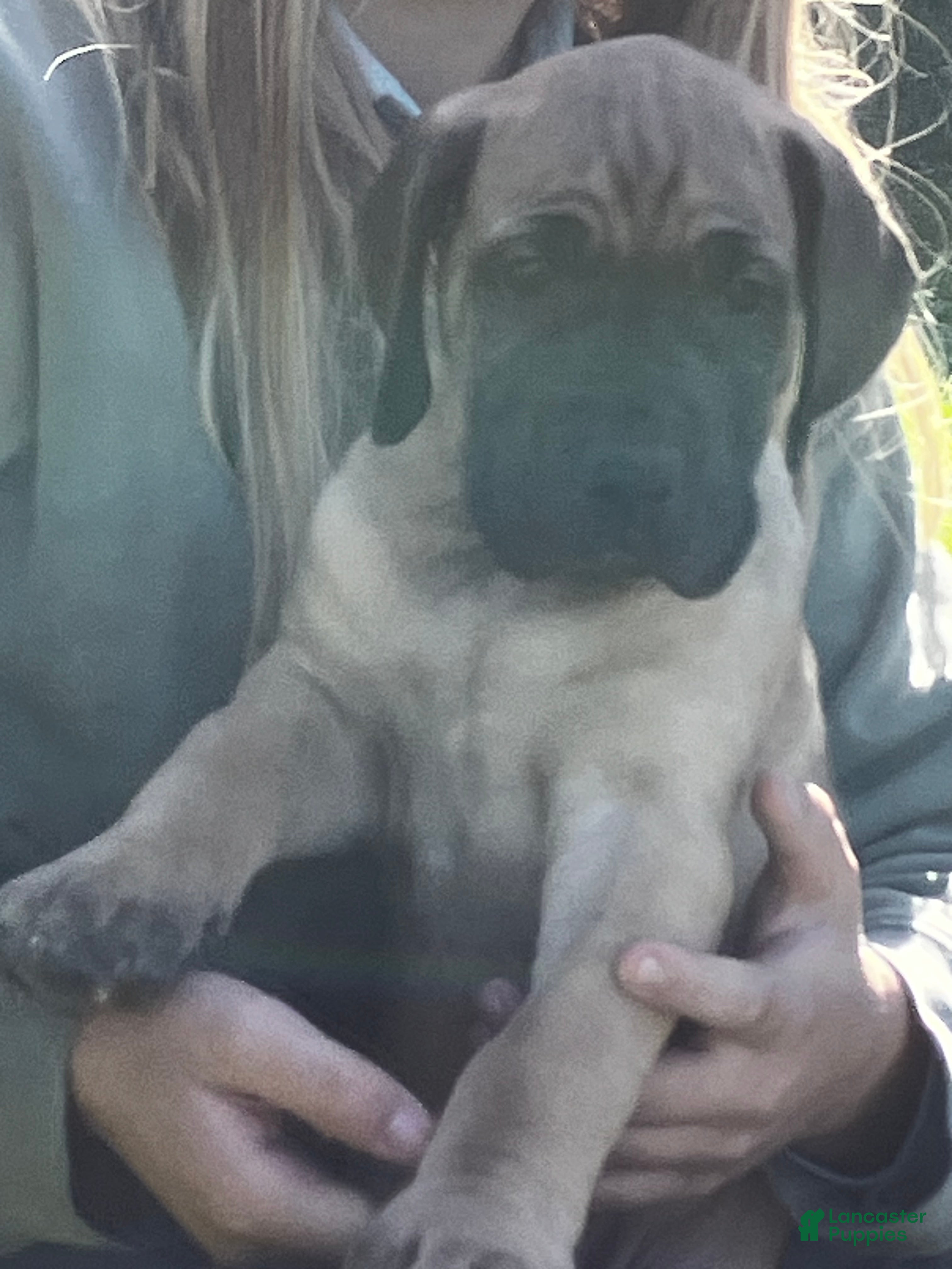 Great Dane dogs for sale: Lady - Ad 2