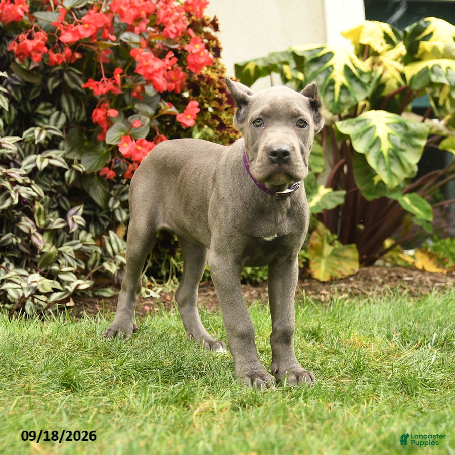 Cane Corso dogs Lotus  - Ad 2