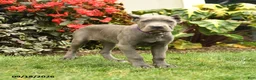Cane Corso dogs for sale: Lotus  - Ad 2
