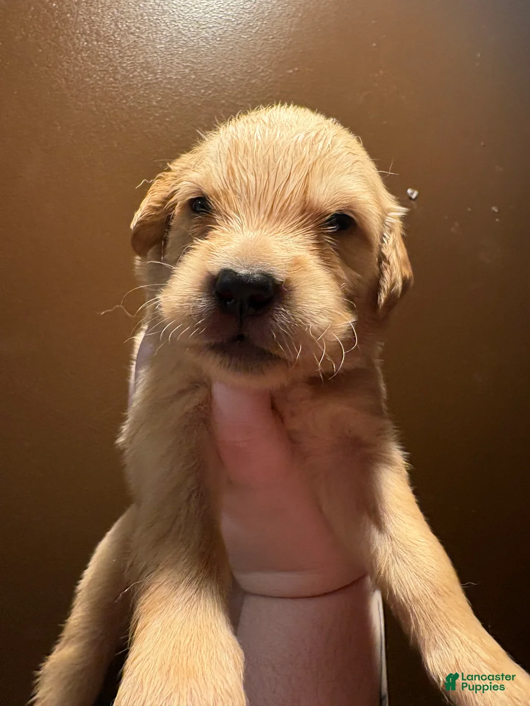 Golden Retriever dogs for sale: Cannoli - Ad 2