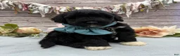 Portuguese Water Dog dogs for sale: Findlay - Ad 14