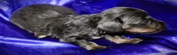 Dachshund dogs for sale: Helen - Ad 7