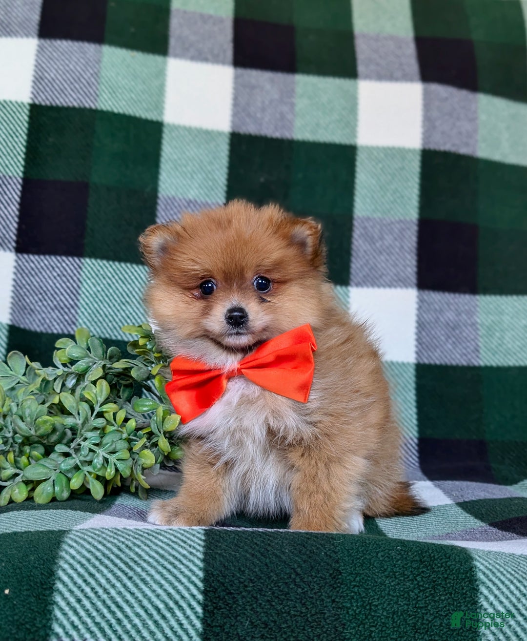 Pomeranian dogs for sale: Conway - Ad 3