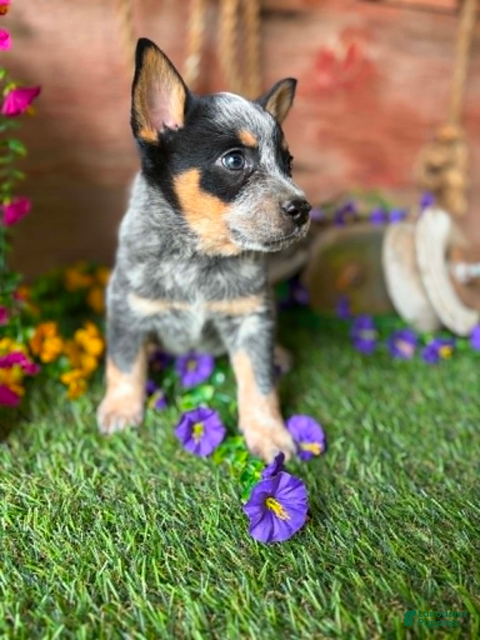 Australian Cattle Dog dogs Wallen - Ad 1