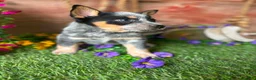 Australian Cattle Dog dogs for sale: Wallen - Ad 1