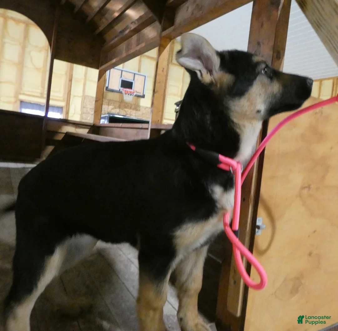 German Shepherd dogs for sale: German Shepherd Puppy 2 Daisey - Ad 1