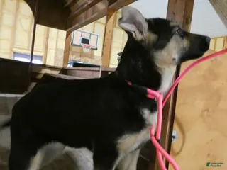 German Shepherd dogs German Shepherd Puppy 2 Daisey - Ad 13