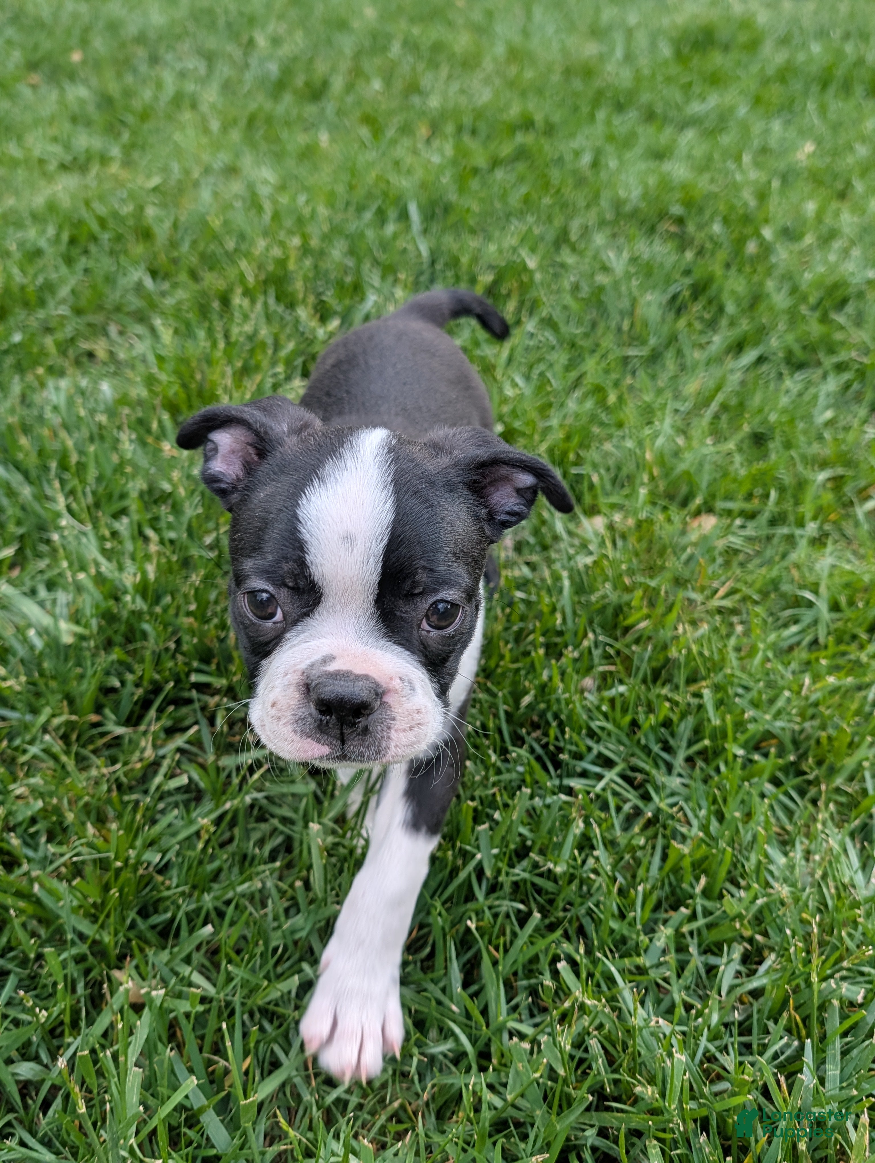 Boston Terrier dogs Bulldozer - Ad 25
