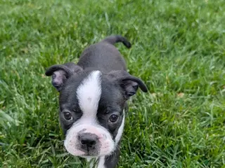 Boston Terrier dogs Bulldozer - Ad 25