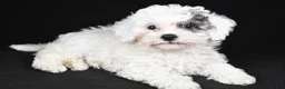 Cavapoo dogs for sale: Tilly - Ad 1
