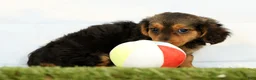Miniature Dachshund dogs for sale: Natasha - Ad 5