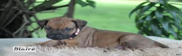 Rhodesian Ridgeback dogs for sale: Blaire - Ad 2