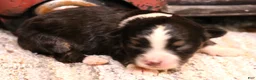 Toy Australian Shepherd dogs for sale: Izzy black tri f - Ad 1