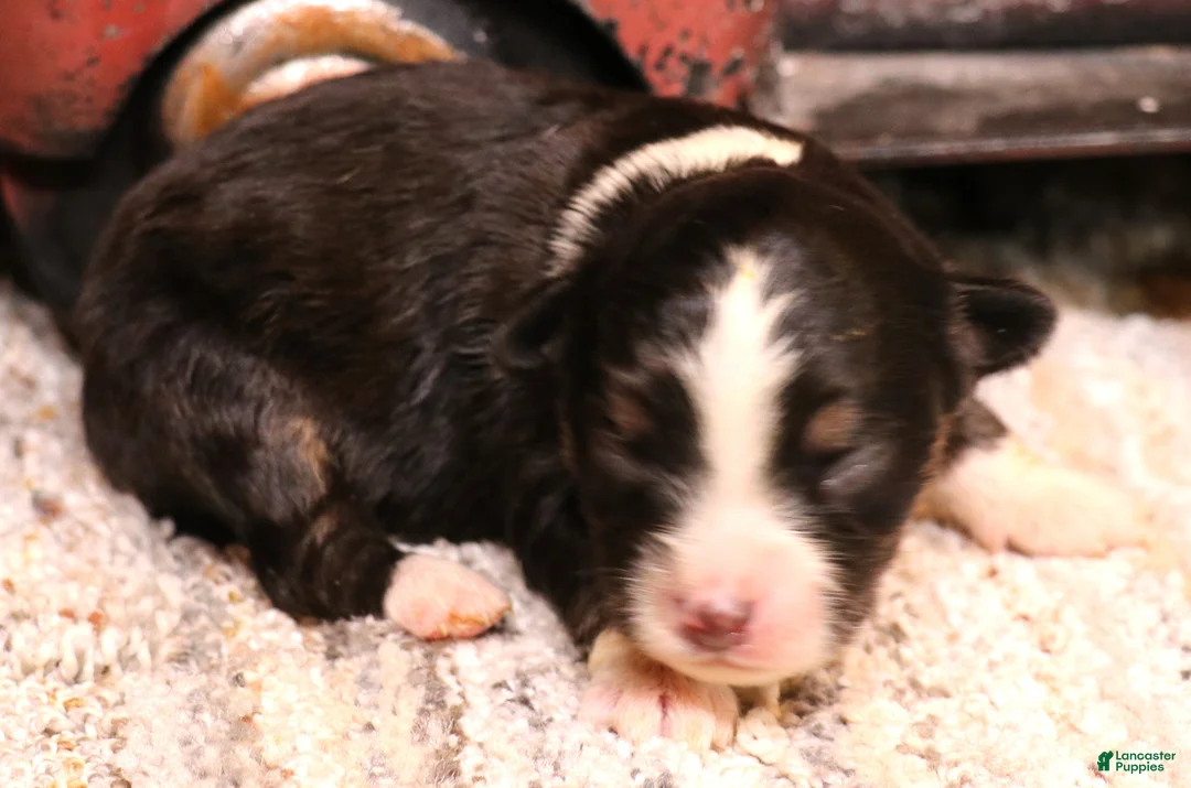 Toy Australian Shepherd dogs for sale: Izzy black tri f - Ad 1