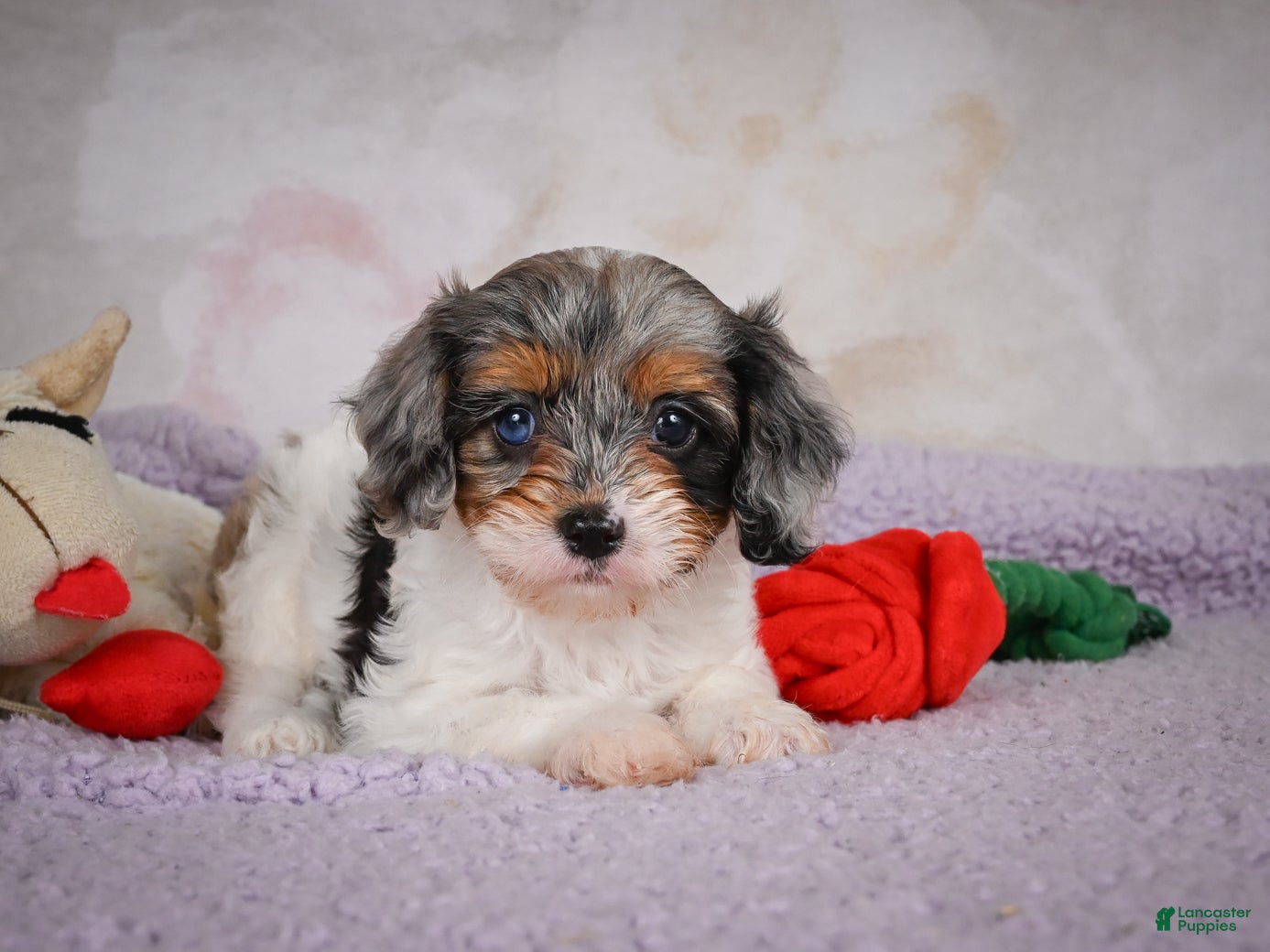 Cavapoo dogs Molly - Ad 1