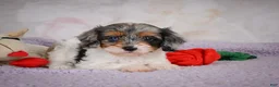 Cavapoo dogs for sale: Molly - Ad 1