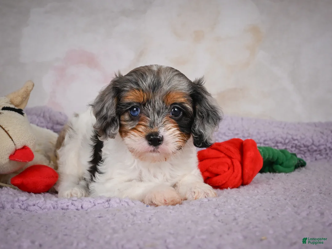 Cavapoo dogs for sale: Molly - Ad 1