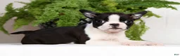 Boston Terrier dogs for sale: Jody - Ad 4