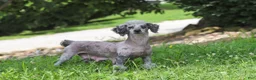 Miniature Poodle dogs for sale: Dustin - Ad 7