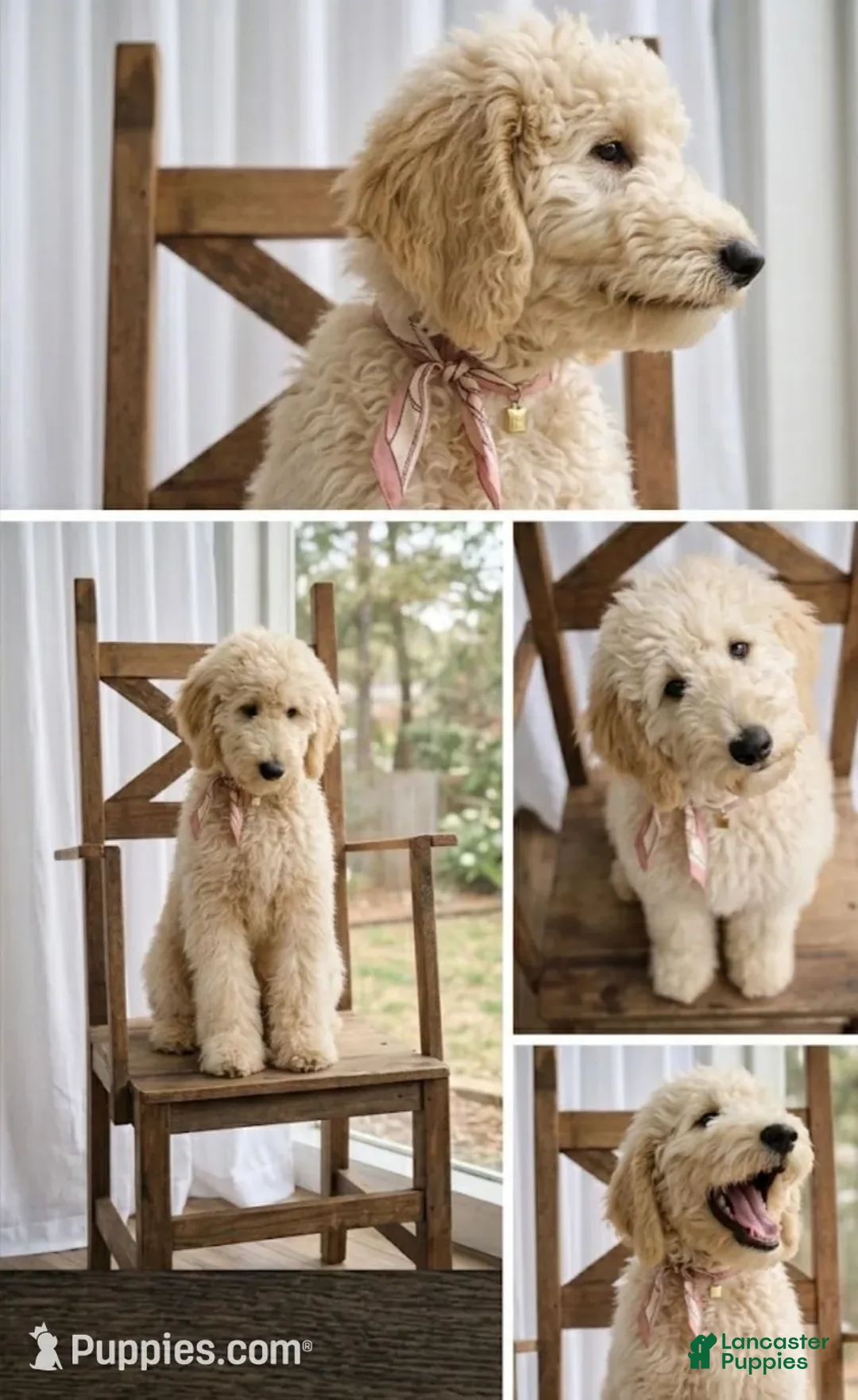 Goldendoodle dogs for sale: Ember - Ad 2