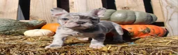 Mixed Breed dogs for sale: Cleo - Ad 2