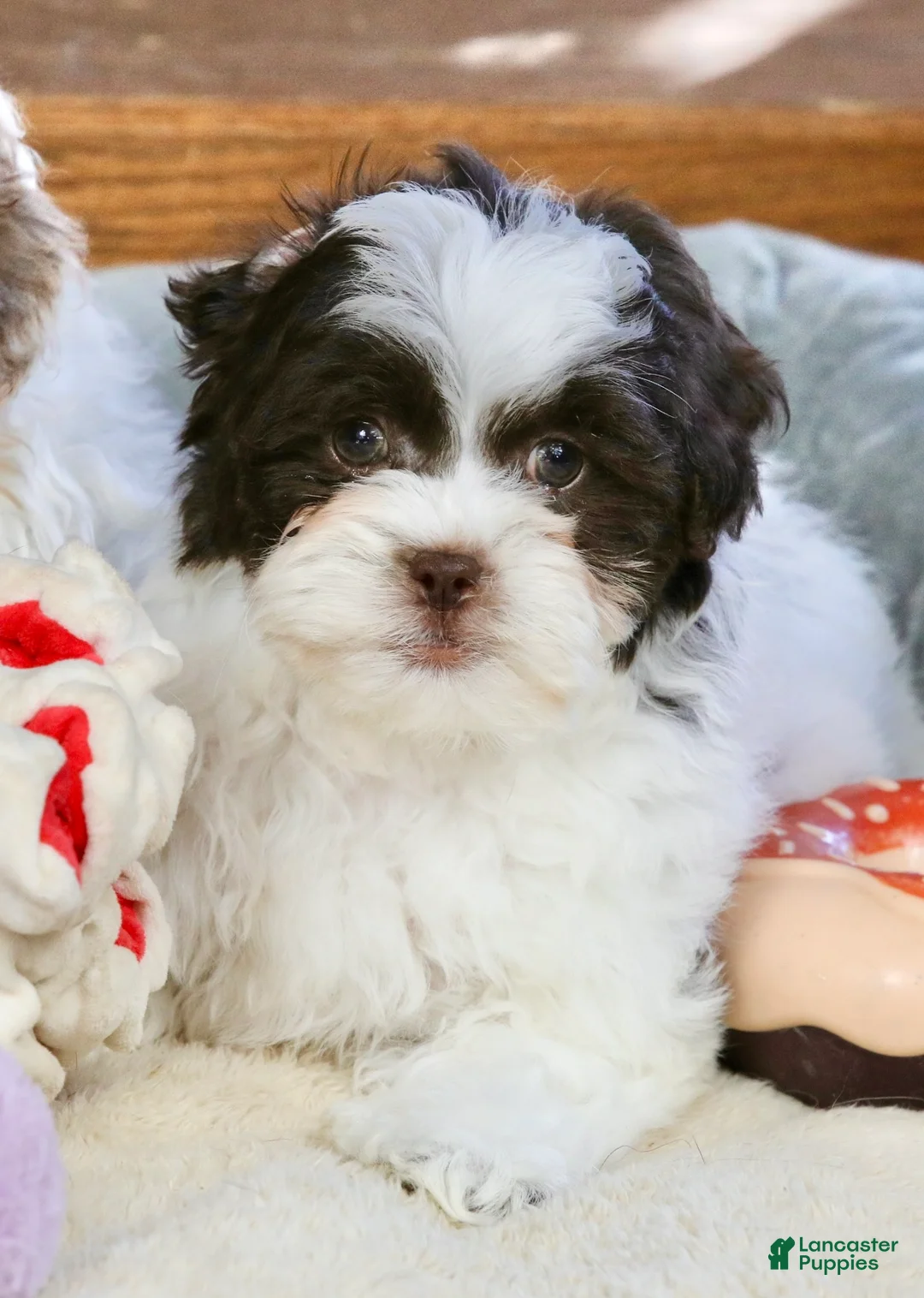 Shihpoo dogs for sale: Everlee - Ad 1