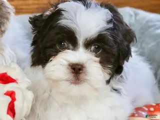 Shihpoo dogs Everlee - Ad 8