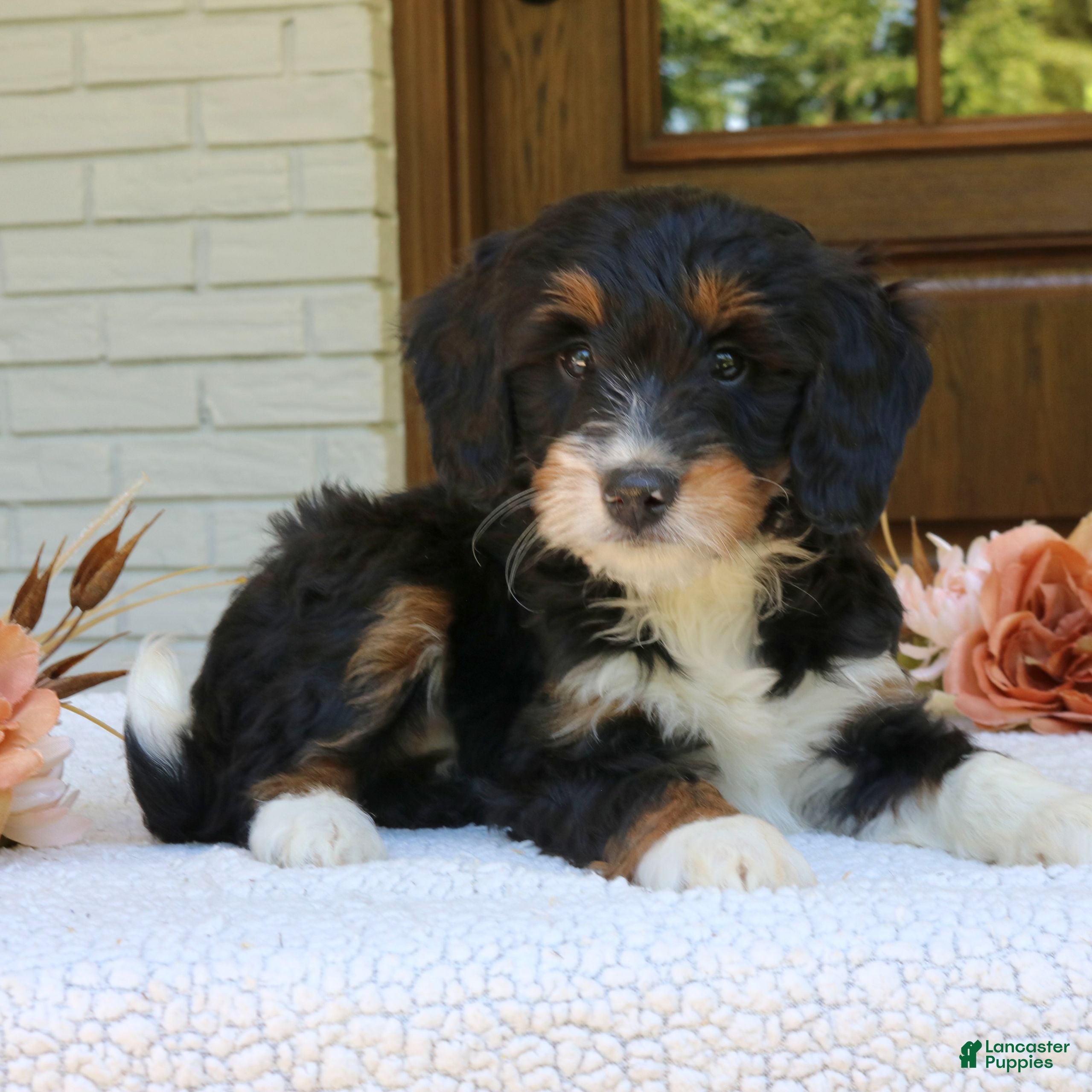 Mini Bernedoodle dogs Macy  - Ad 2