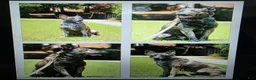 Mixed Breed dogs for sale: Journey - Ad 2