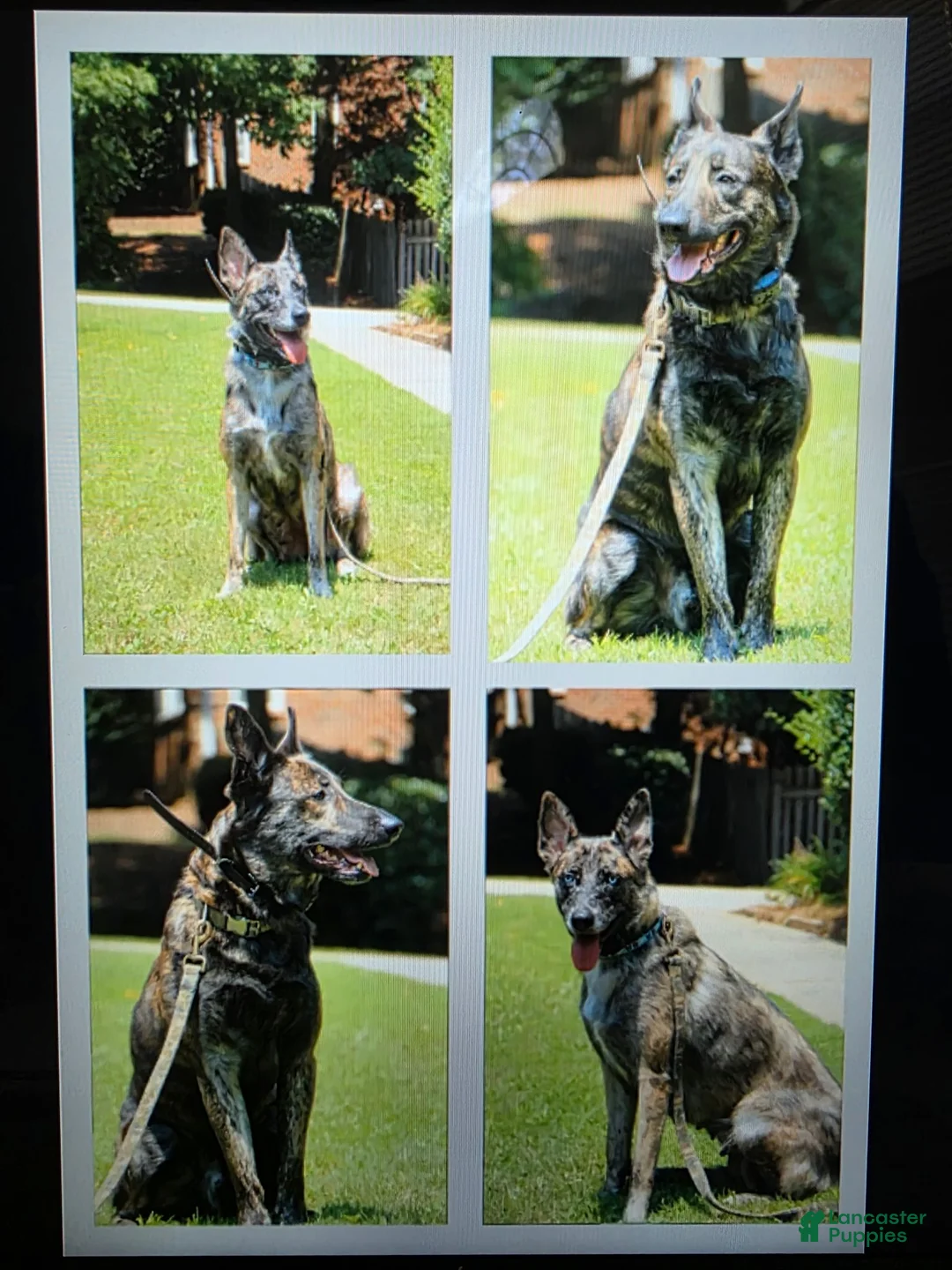 Mixed Breed dogs for sale: Journey - Ad 2