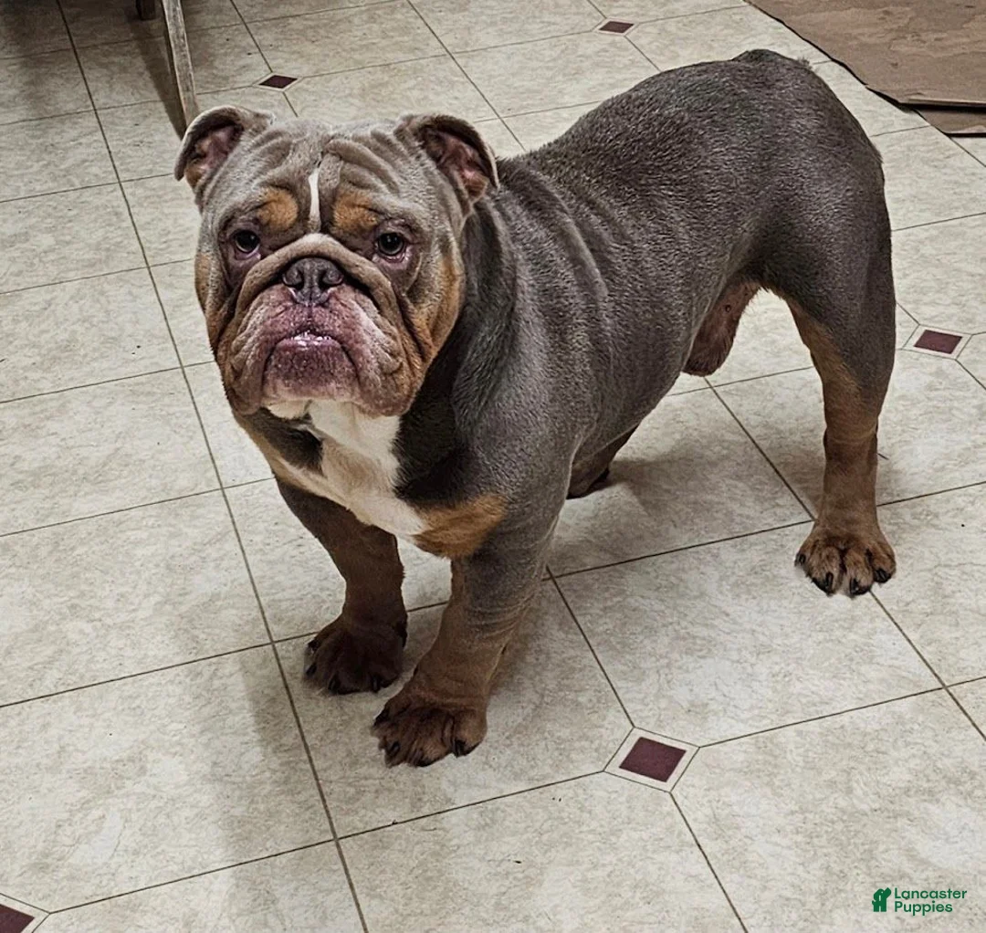 Mixed Breed dogs for sale: Mini Blue Bulldog - Ad 7