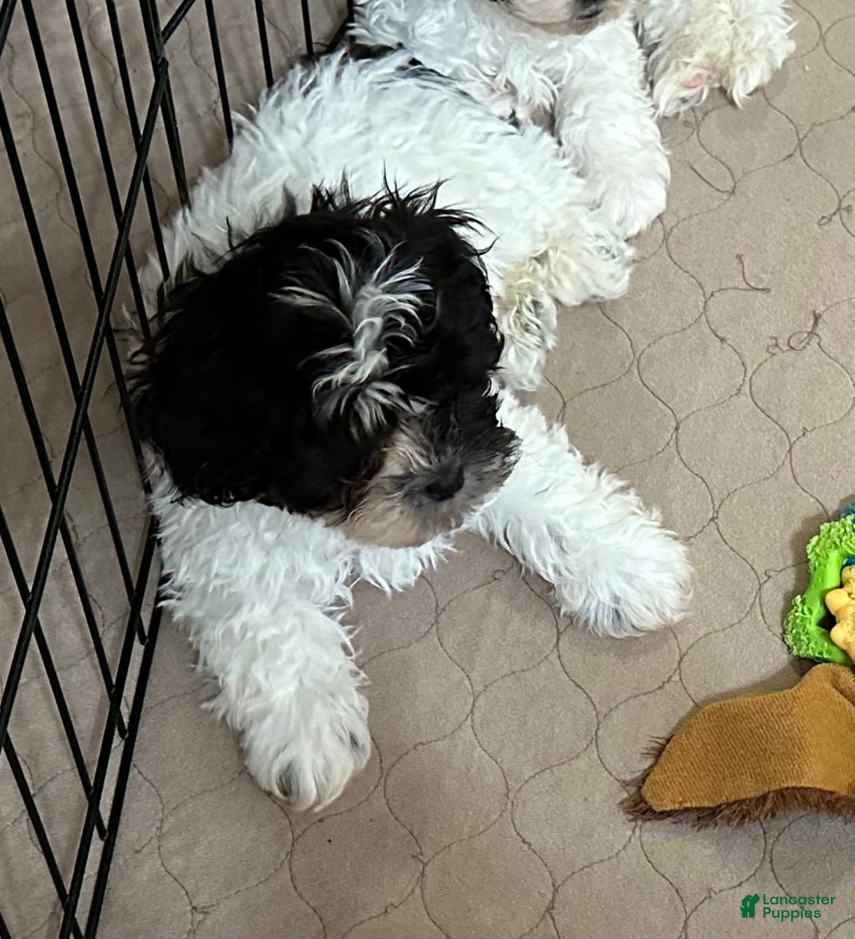 Shihpoo dogs Shihpoo Puppy 1 - Ad 11