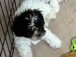 Shihpoo dogs Shihpoo Puppy 1 - Ad 11