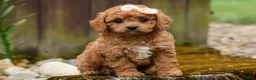 Cavapoo dogs for sale: Veronica💖 - Ad 3