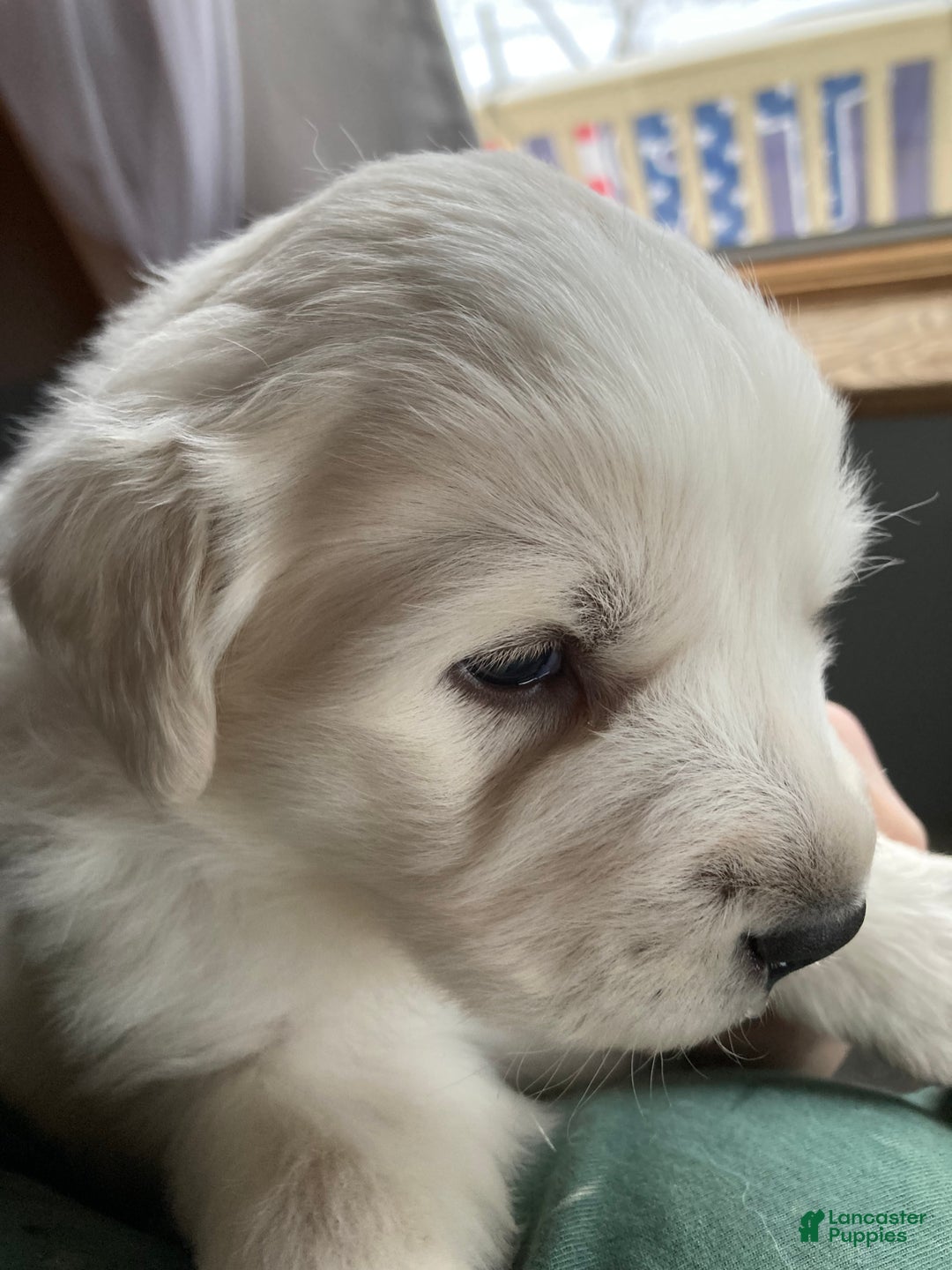 Great Pyrenees dogs for sale: Great Pyrenees Female Puppy - Pink - Ad 1