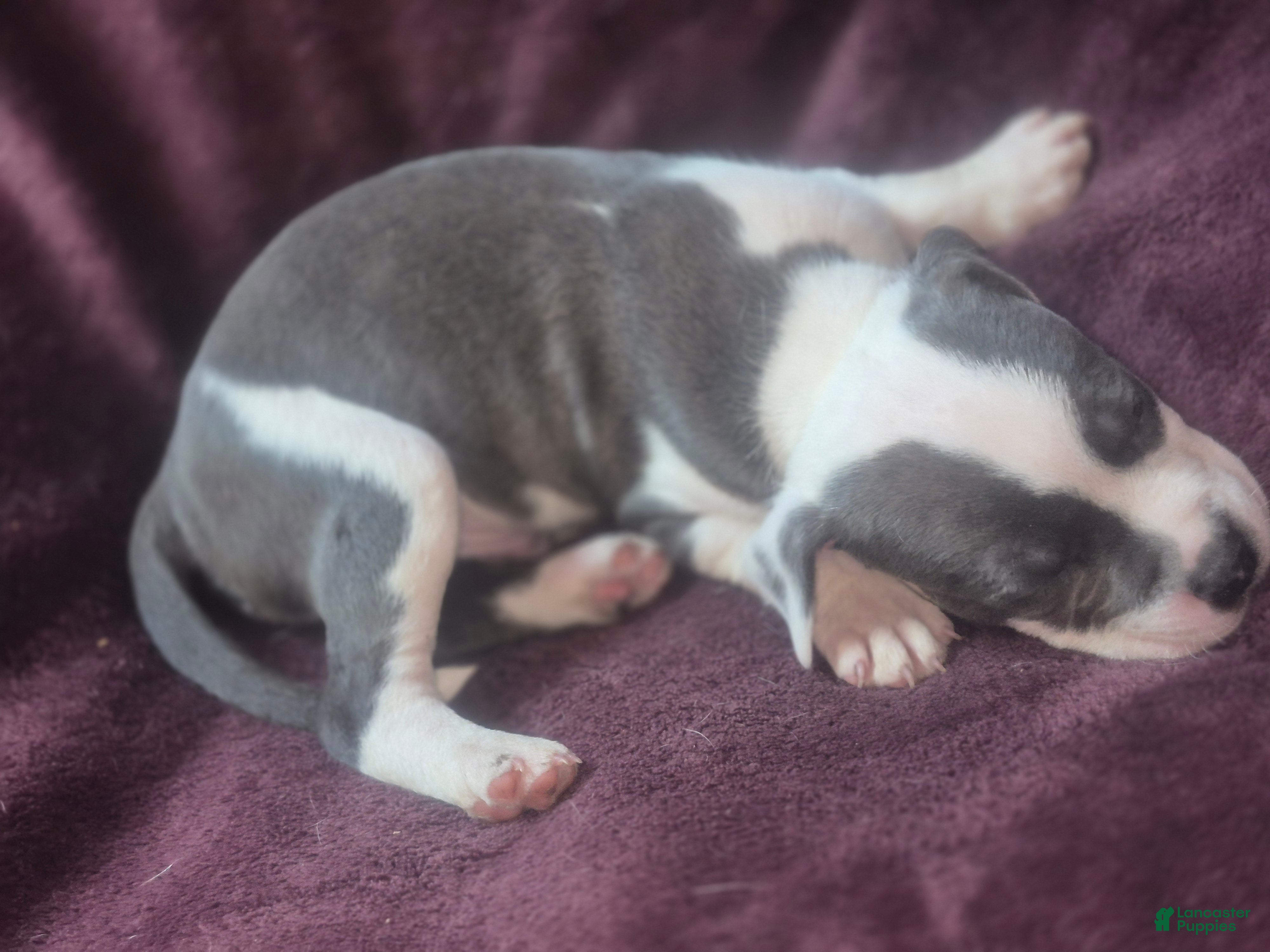 American Pit Bull Terrier dogs American Pit Bull Terrier Puppy 7 - Ad 6