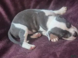 American Pit Bull Terrier dogs American Pit Bull Terrier Puppy 7 - Ad 3