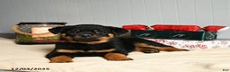 Rottweiler dogs for sale: KitKat - Ad 2
