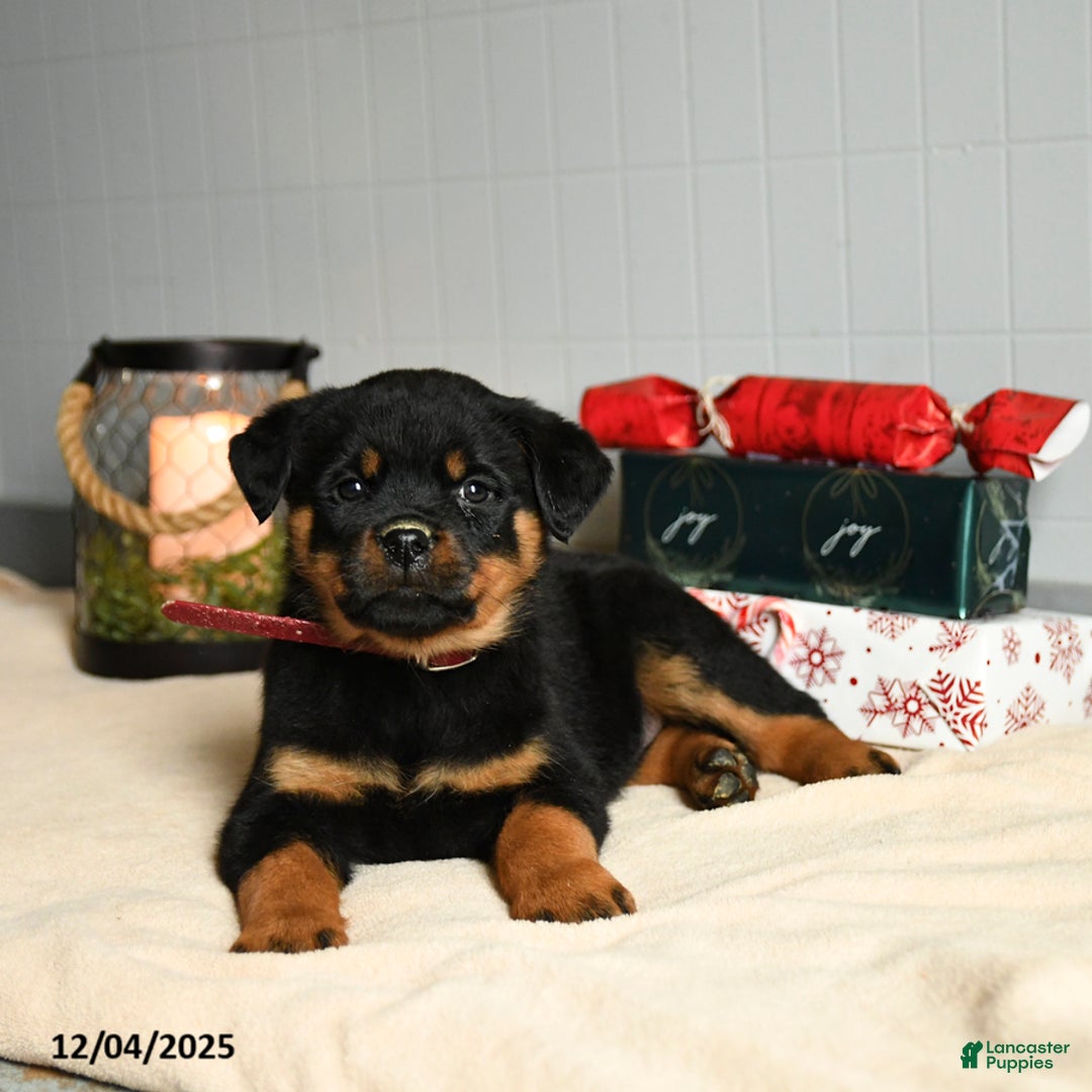 Rottweiler dogs for sale: KitKat - Ad 2