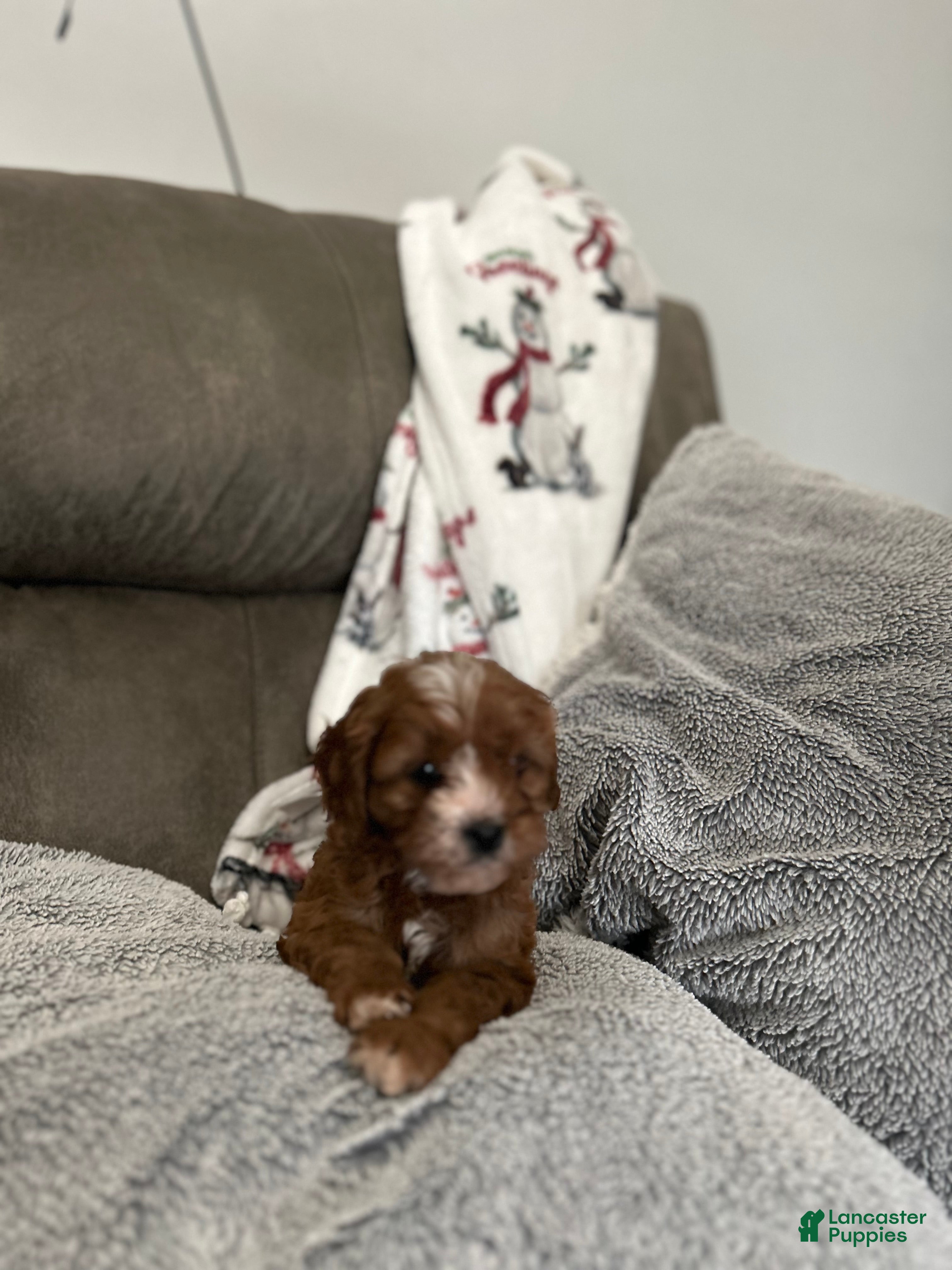 Cavapoo dogs Cavapoo Puppy 5 - Ad 29