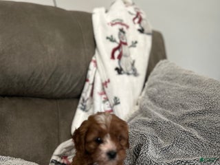 Cavapoo dogs Cavapoo Puppy 5 - Ad 25