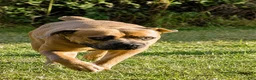 Cane Corso dogs for sale: Pete - Ad 5