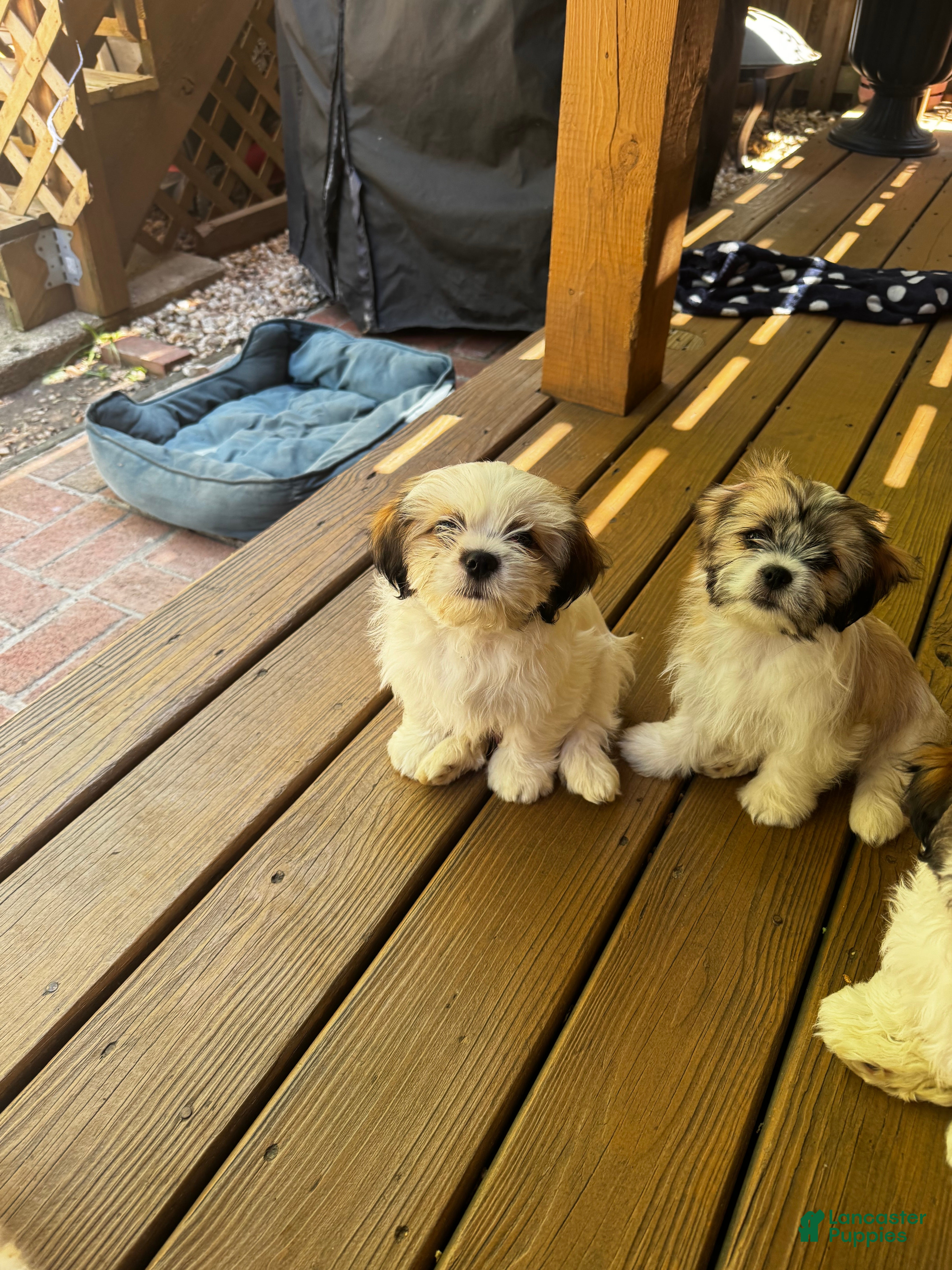Shih Tzu dogs Jin - Ad 34